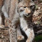 Luchs