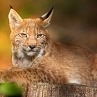 Luchs