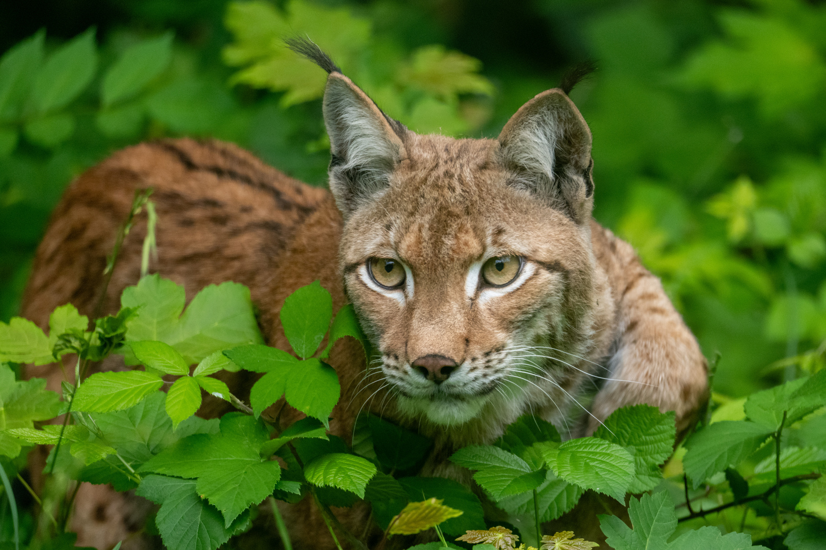 Luchs 