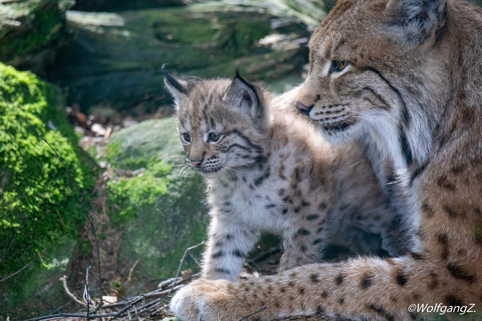 Luchs 