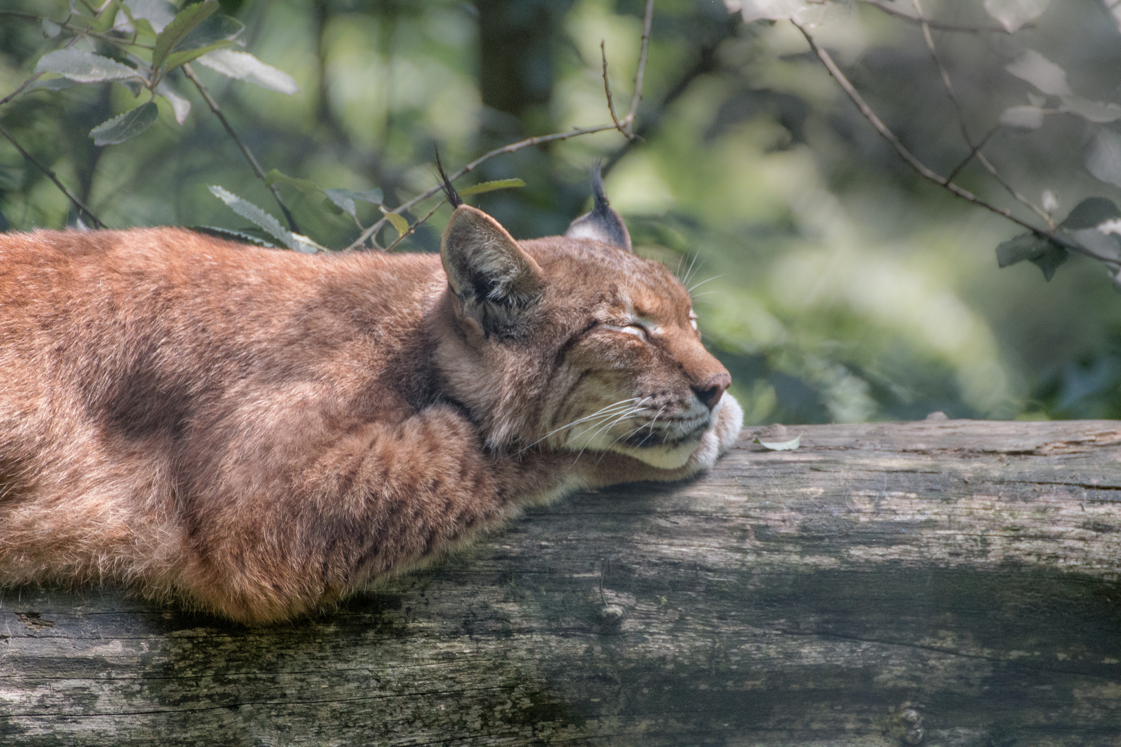 Luchs 