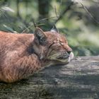 Luchs 