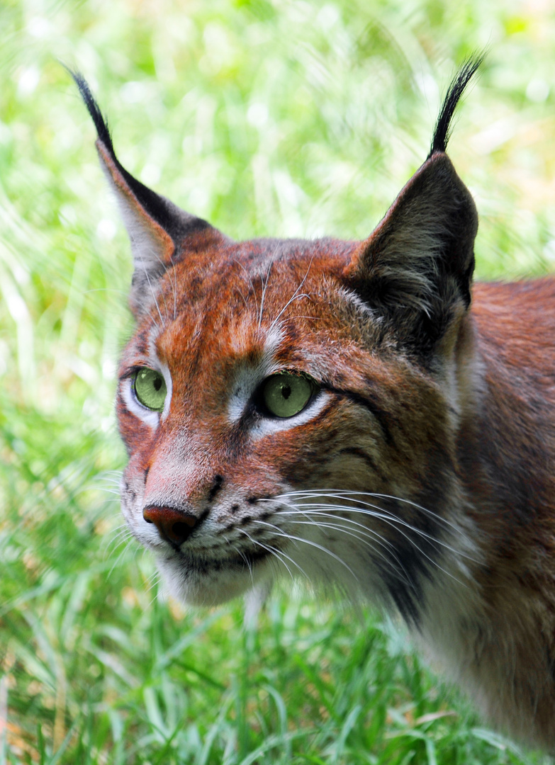 Luchs