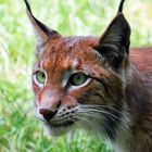 Luchs