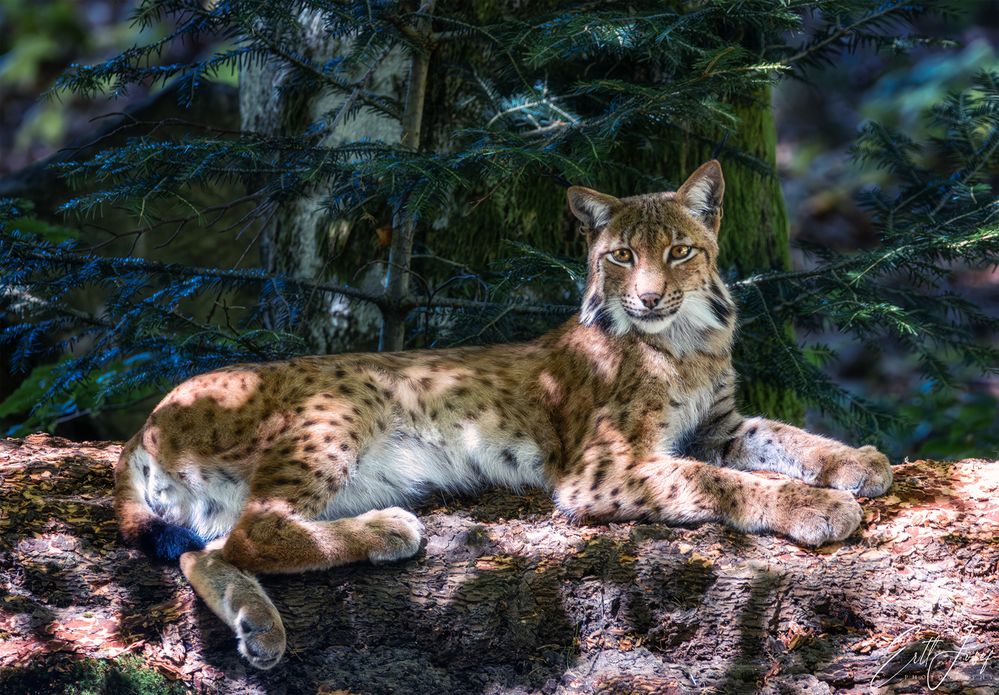 Luchs