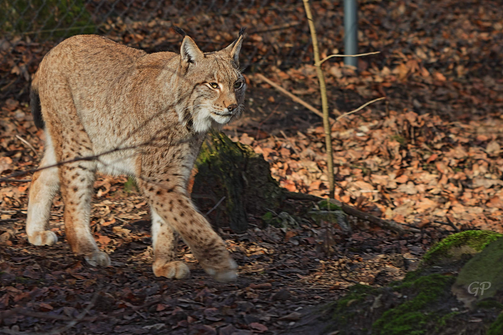 Luchs