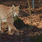 Luchs