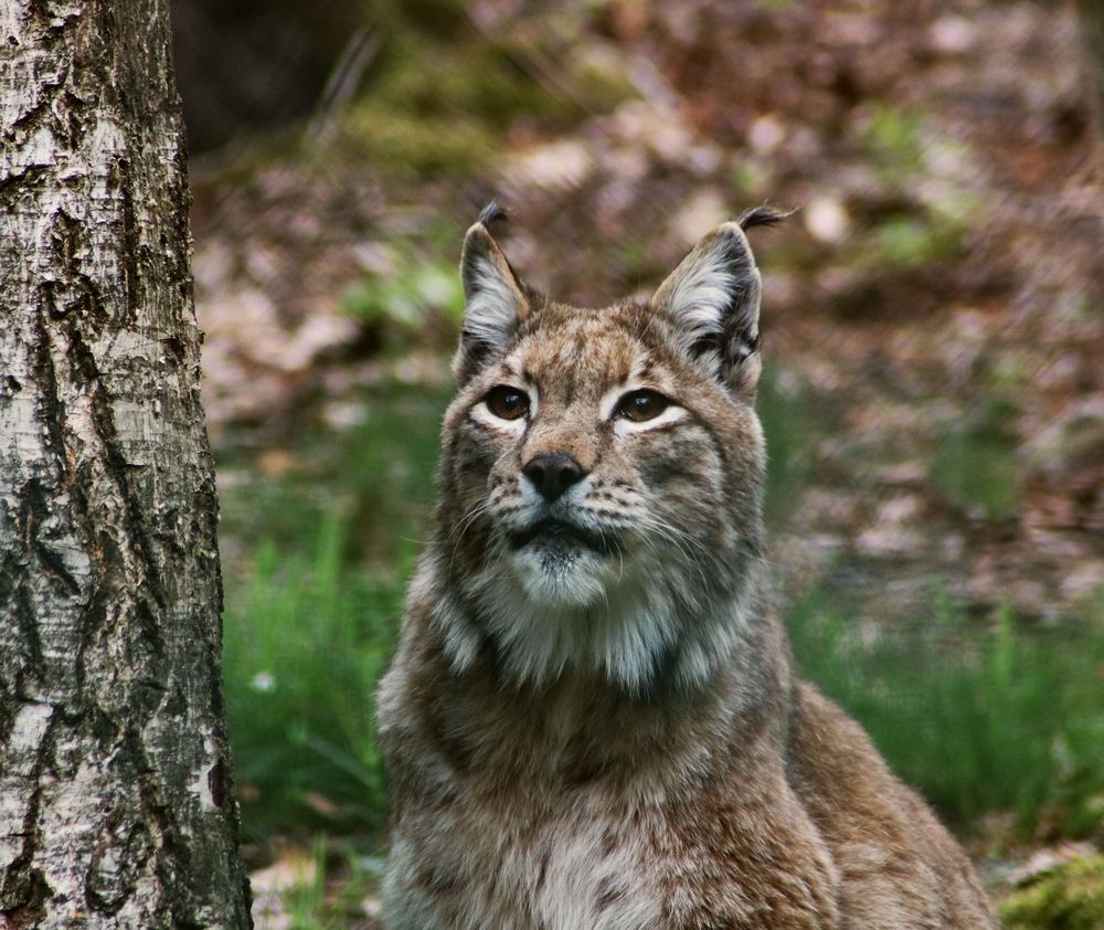 Luchs 