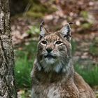 Luchs 