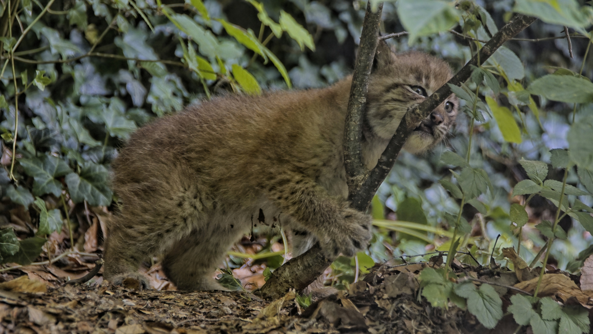 Luchs