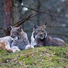 Luchs