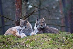 Luchs