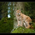 Luchs