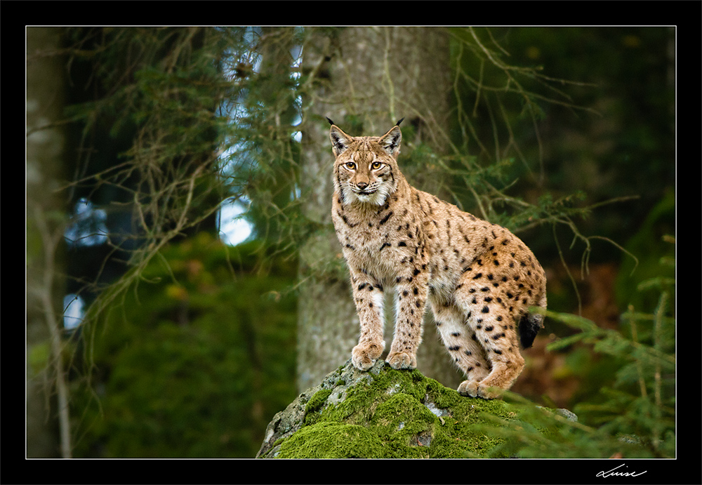 Luchs