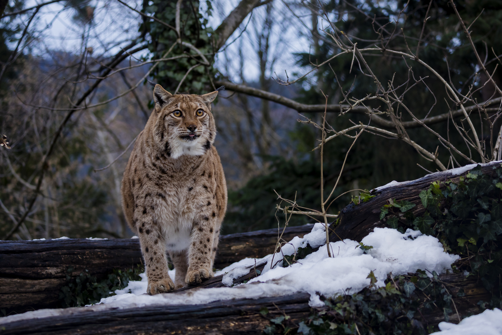 Luchs  18 Jähriger Opa 