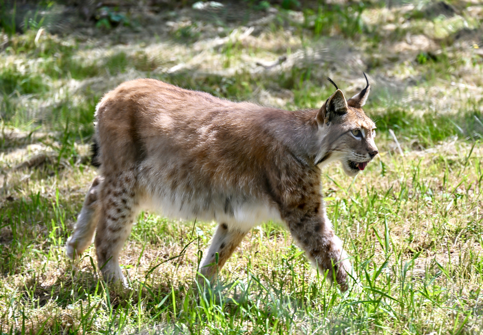 Luchs