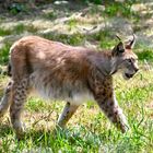 Luchs