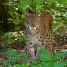 Luchs