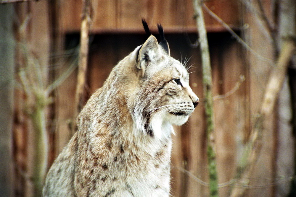 Luchs