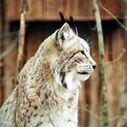 Luchs