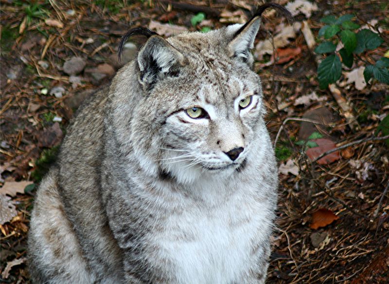 Luchs