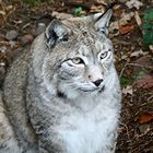 Luchs