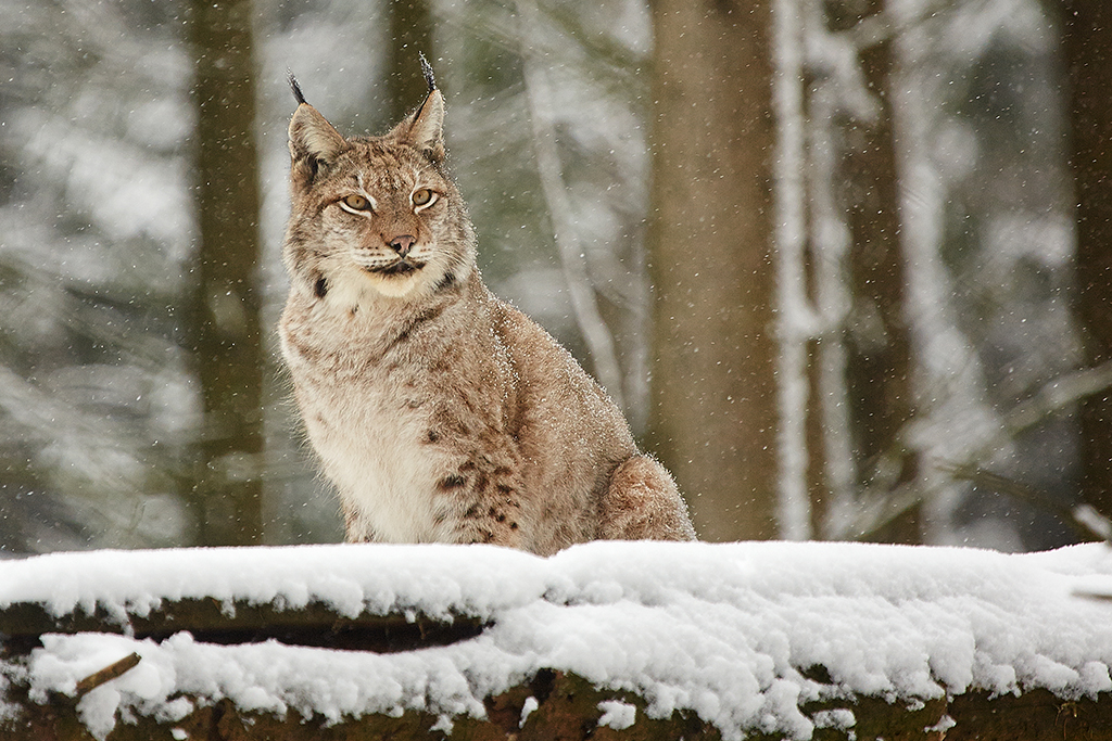 Luchs