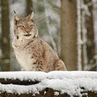 Luchs