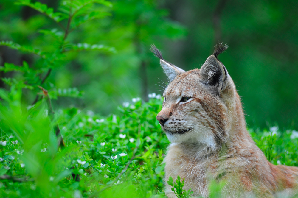 Luchs