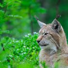 Luchs