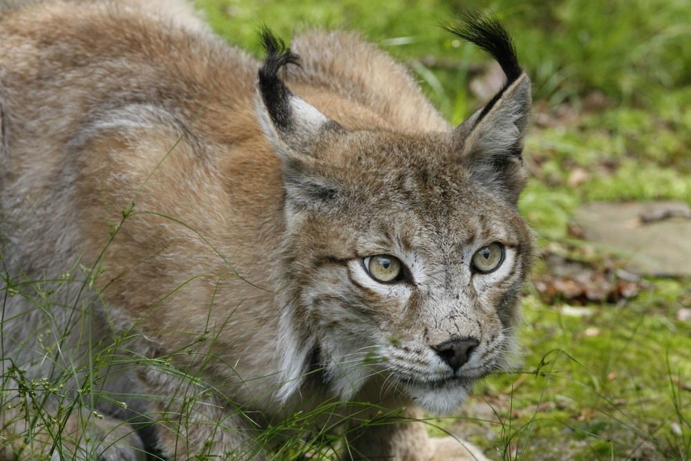 Luchs