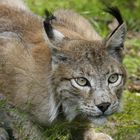 Luchs