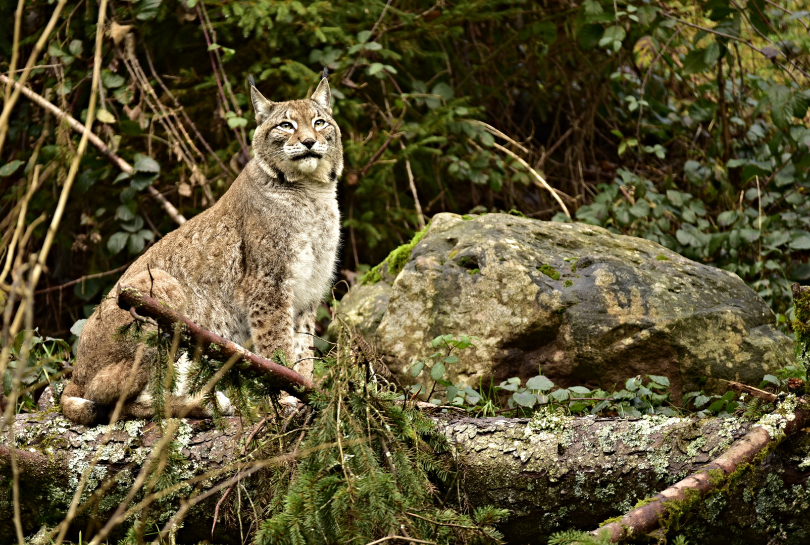 Luchs