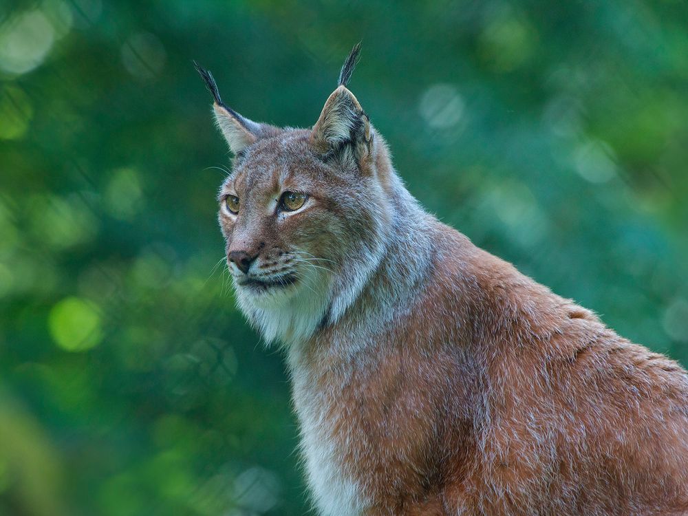 Luchs