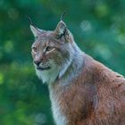 Luchs