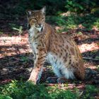 Luchs