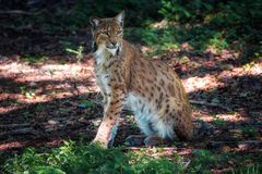 Luchs