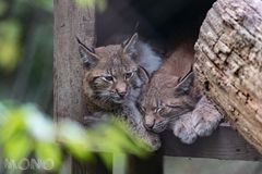 Luchs