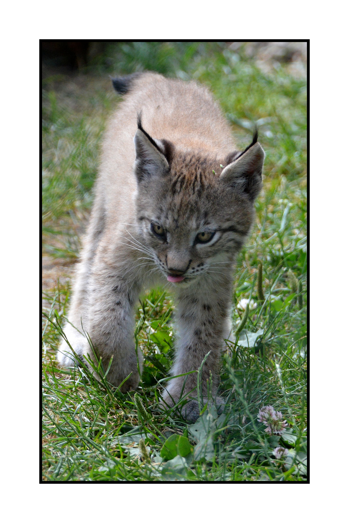 Luchs