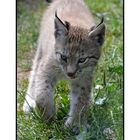 Luchs