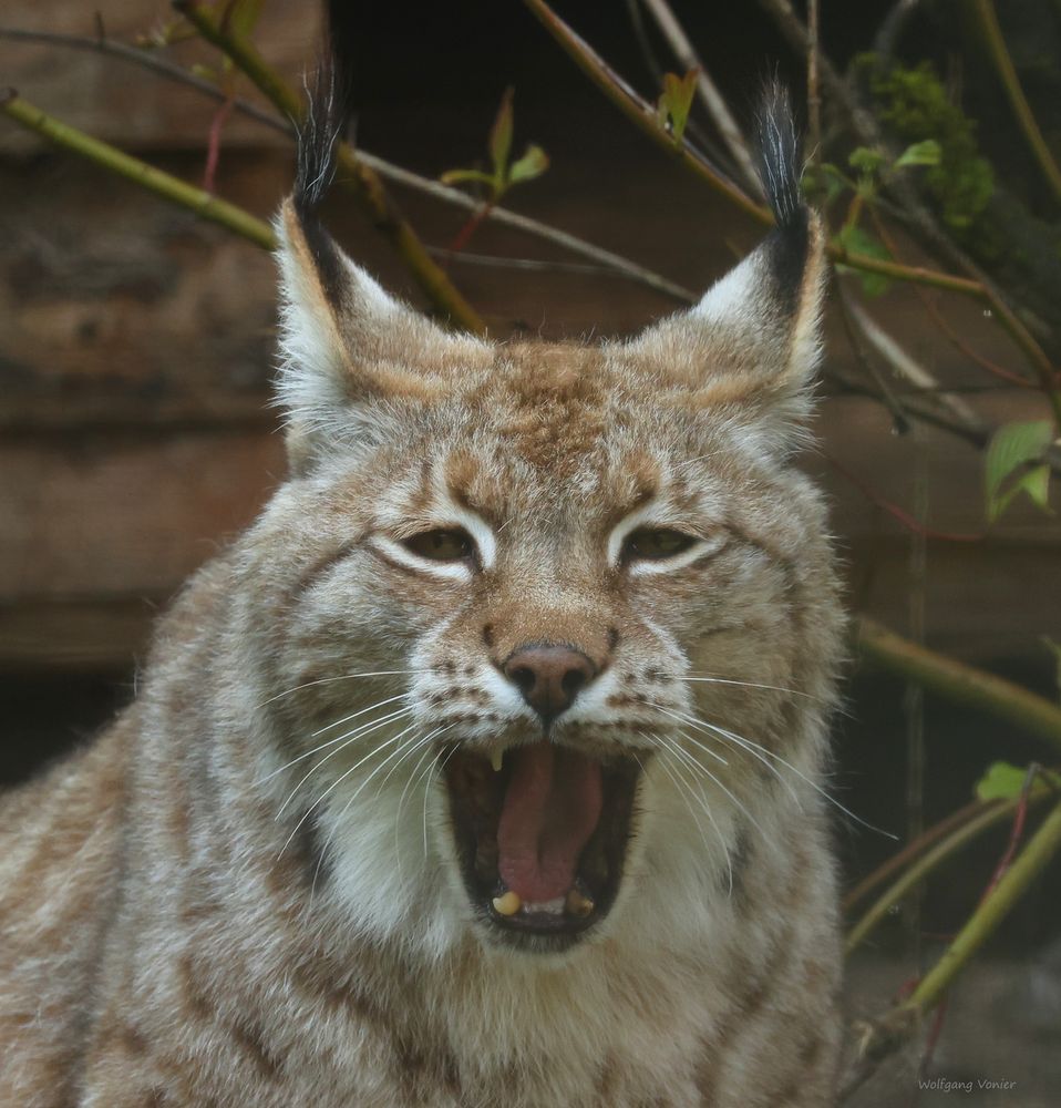 Luchs