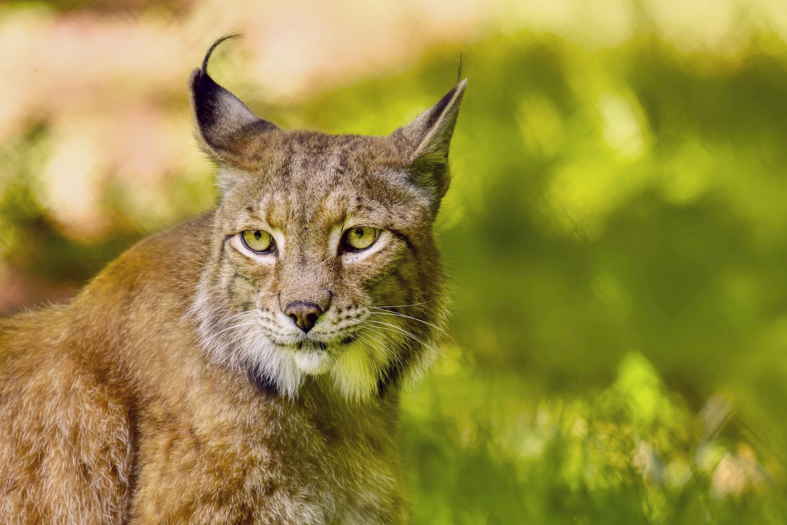 Luchs