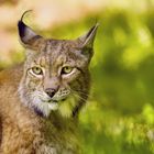 Luchs