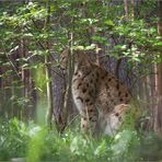 Luchs