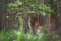 Luchs