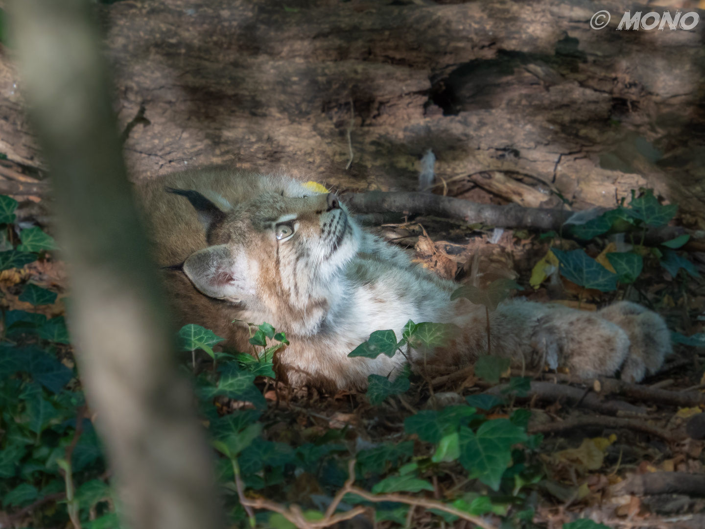 Luchs