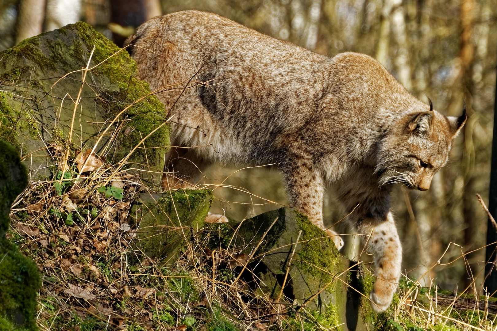 Luchs