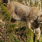 Luchs