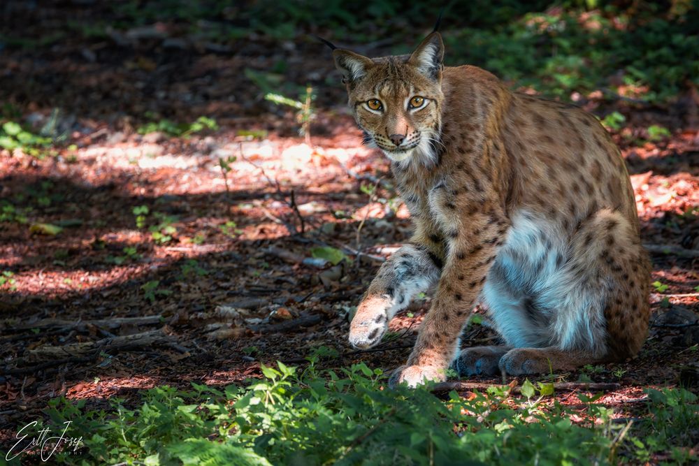 Luchs