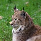 Luchs